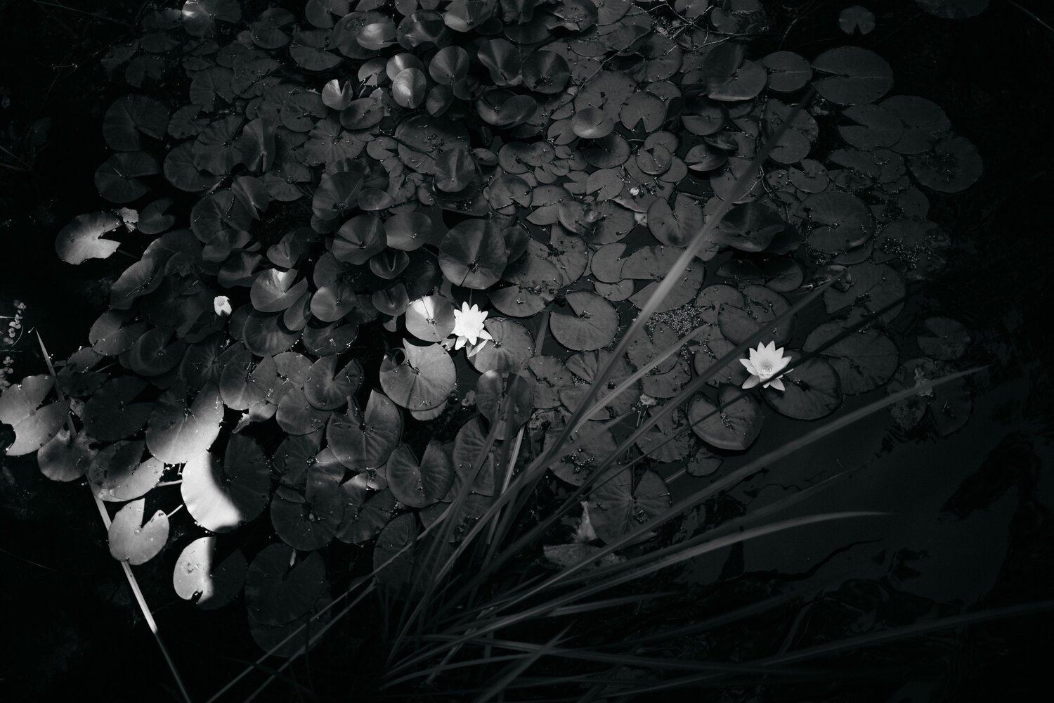 Photo #13890000