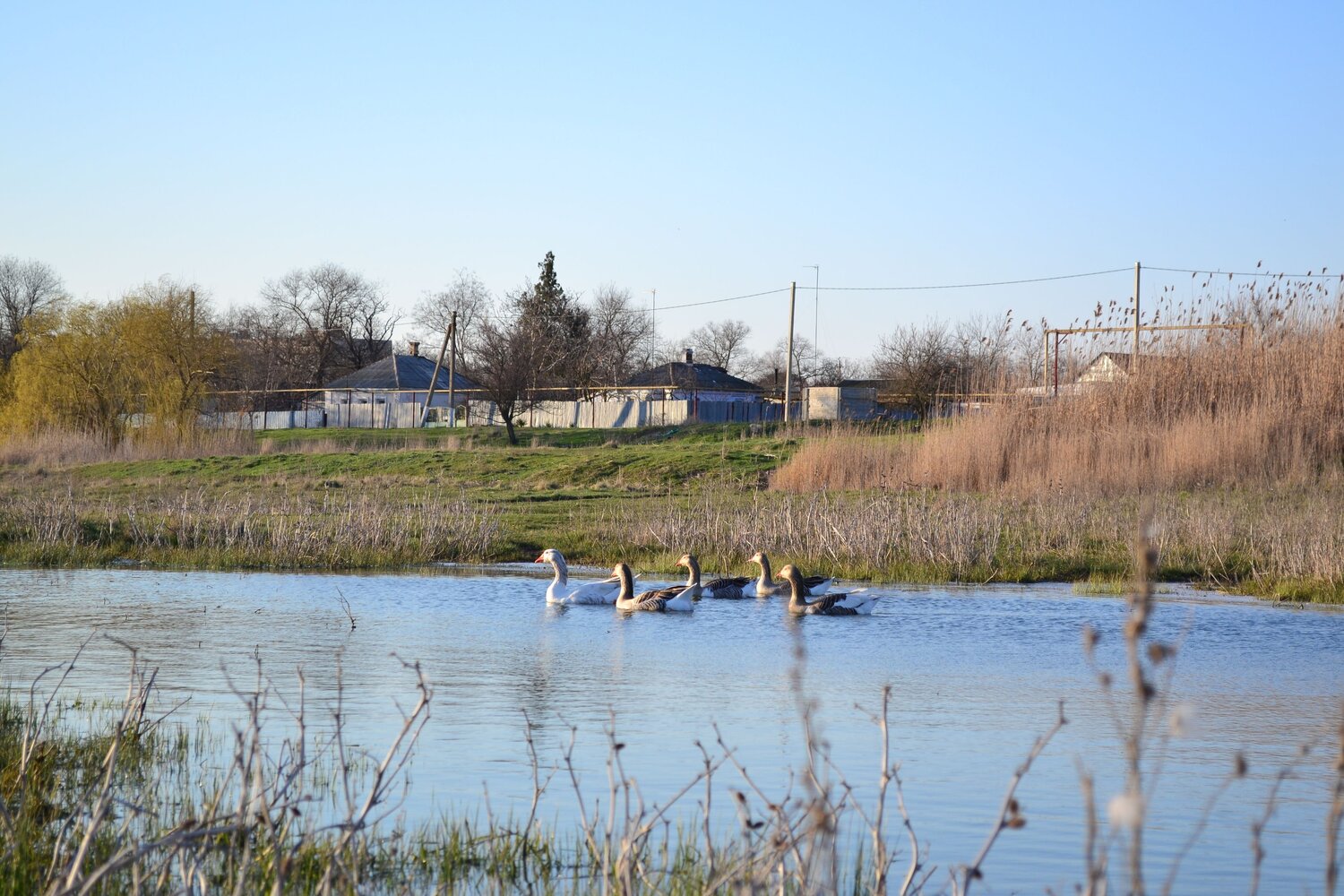 Photo #13890001