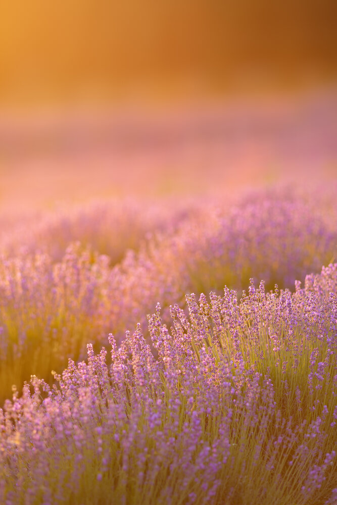 Photograph by Arina Bogachyova