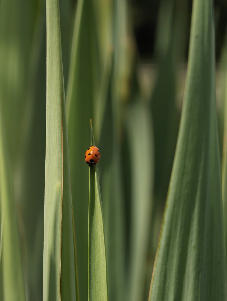 Photograph by Вячеслав Помазан