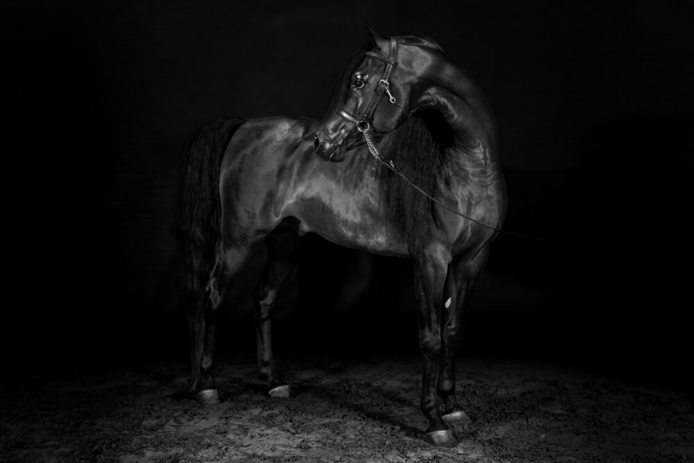 Sculpted in Shadow