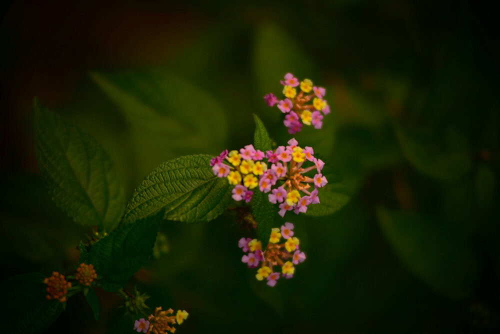 Whispers of Bloom