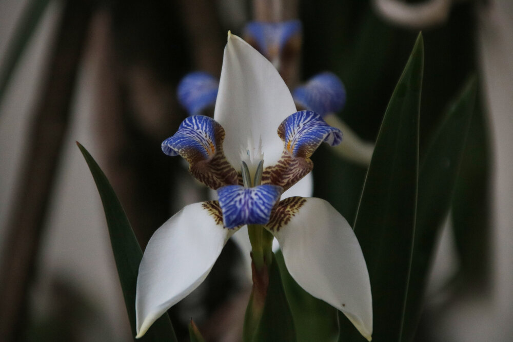 Photograph by Fermín Villar