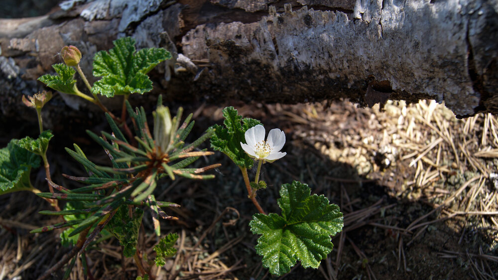 Photograph by Лариса Андреева
