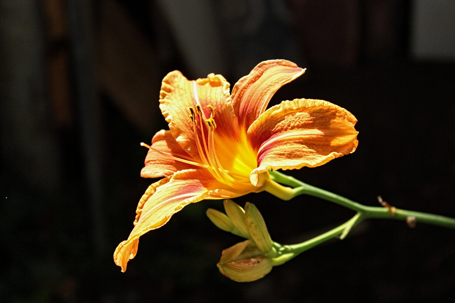 Photo #13890464