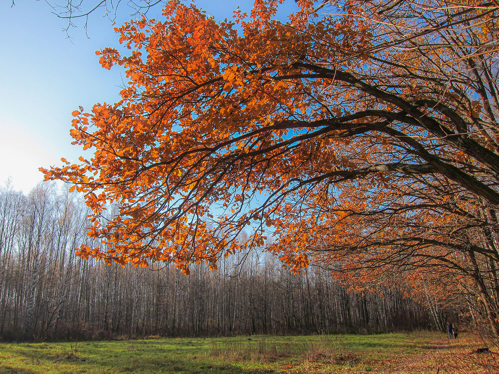 Photo #13890536