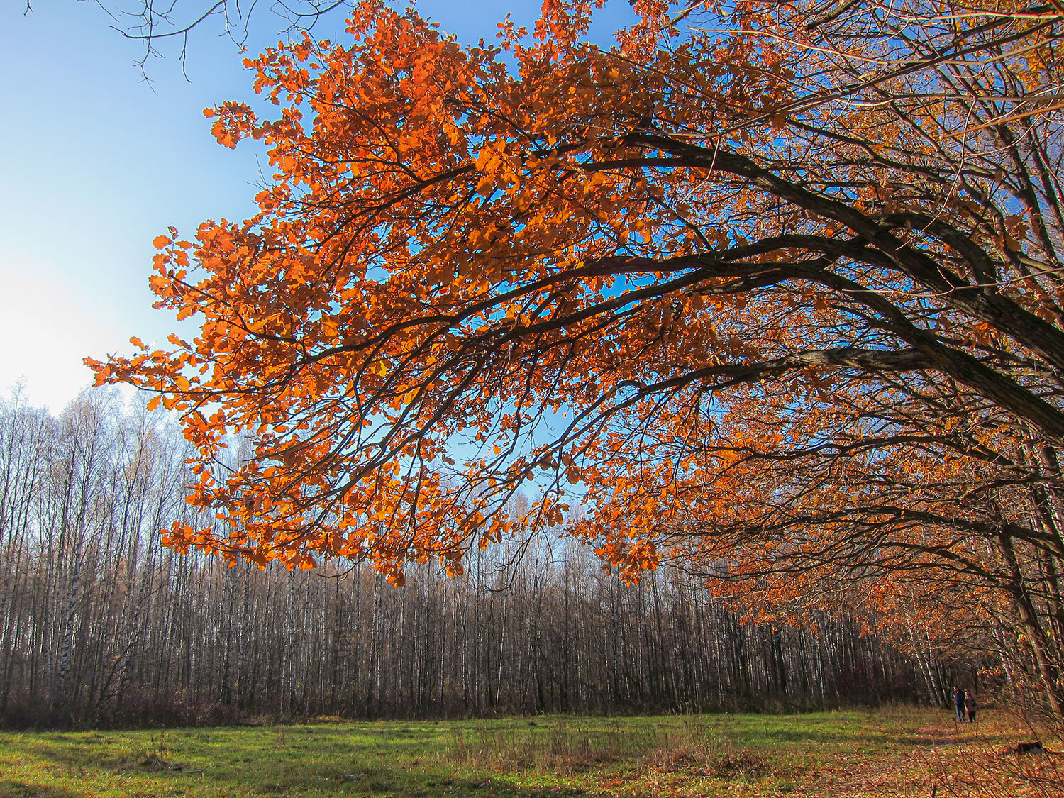 Photo #13890536