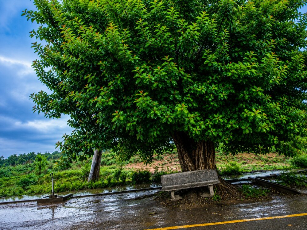 After the rain