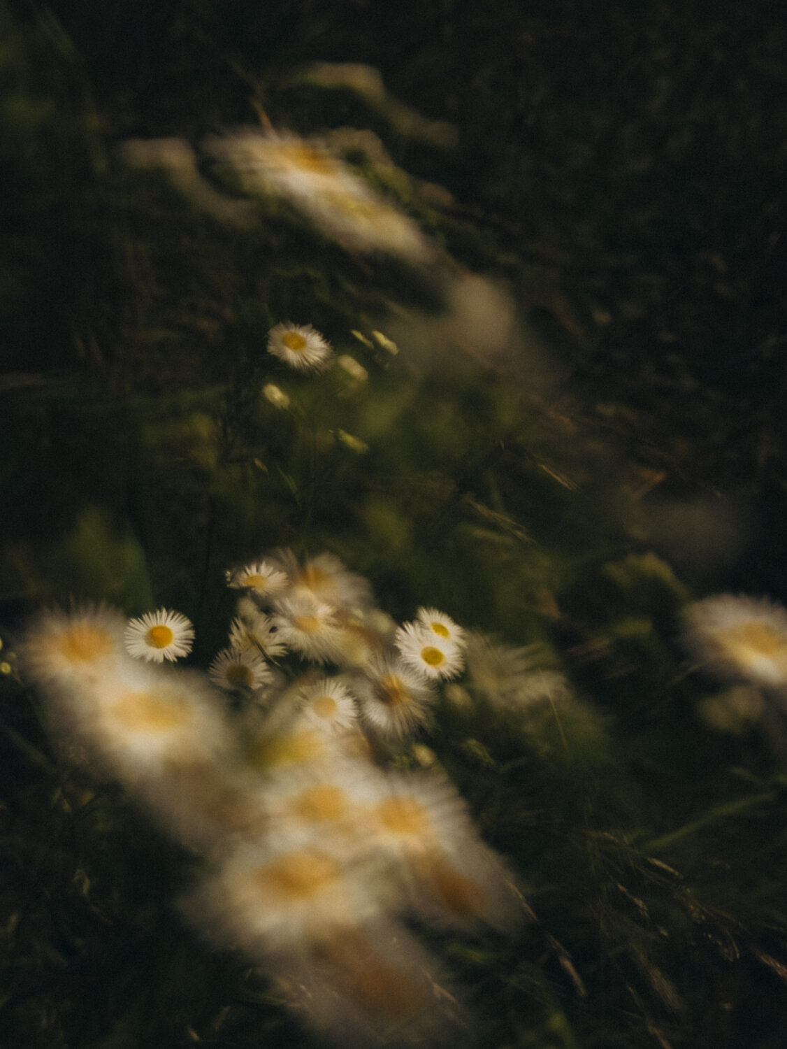 Photo #13890642