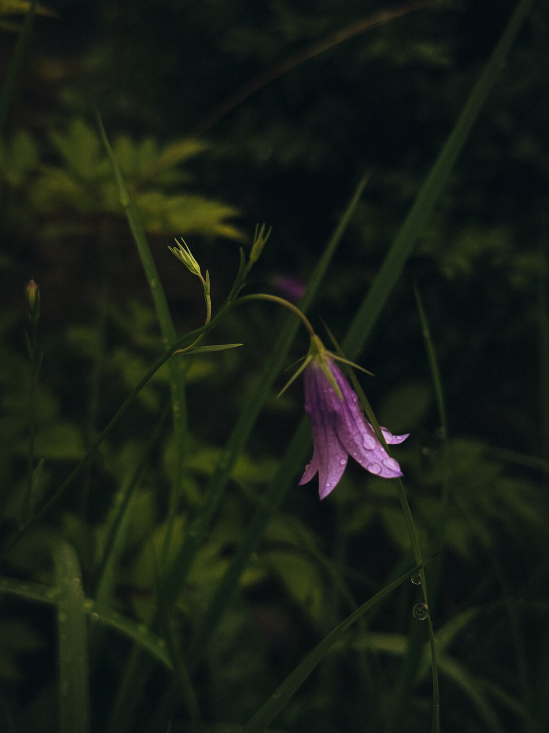 Photo #13890643