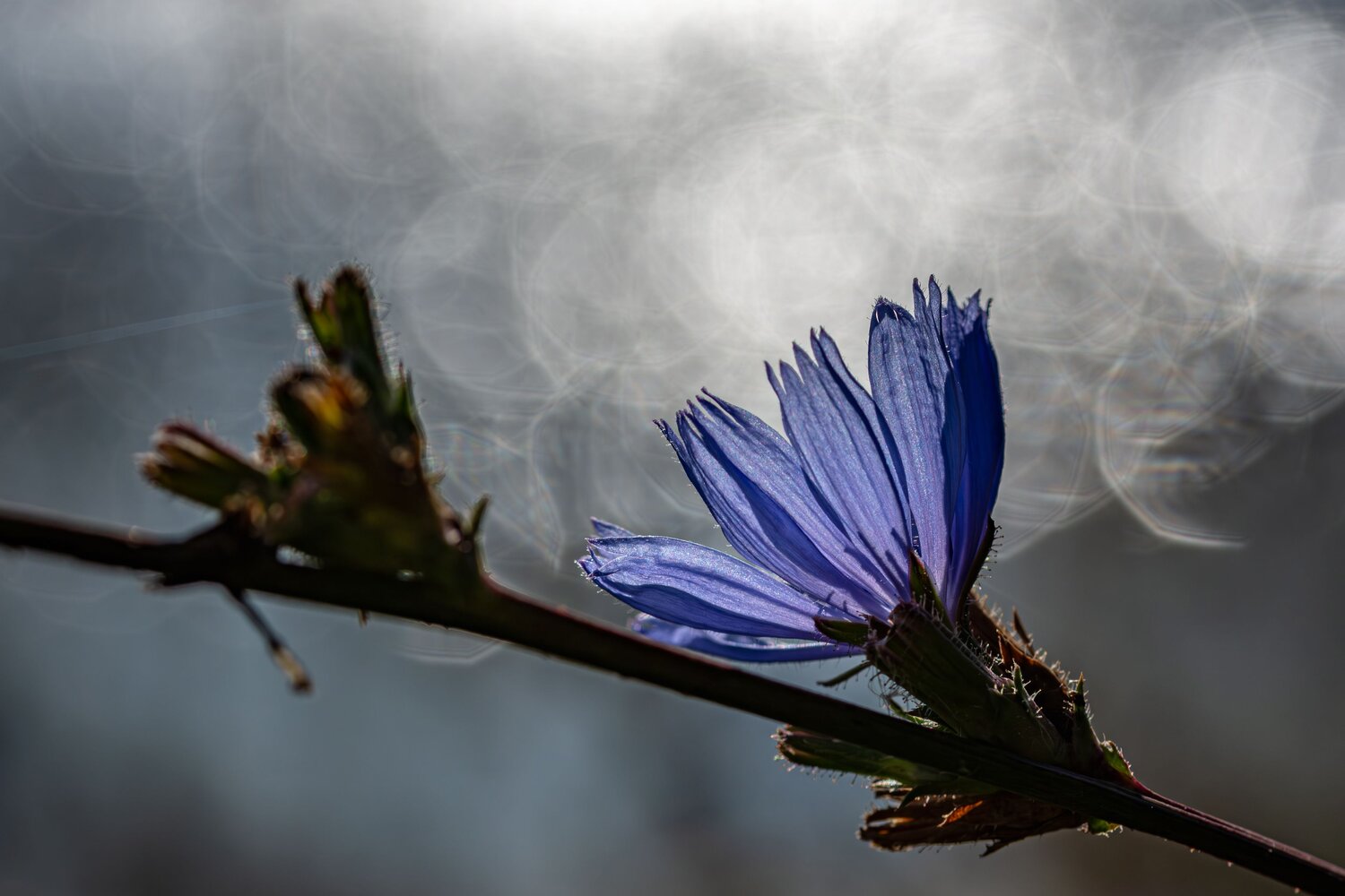 Photo #13890746