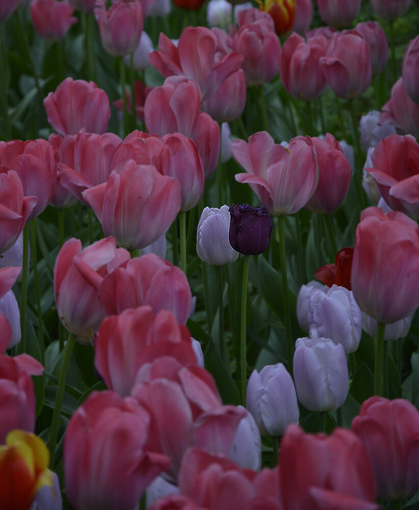Photograph by Елена Курочкина
