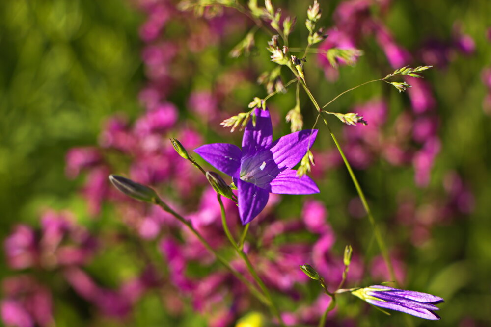 Photograph by Анатолий Борисов