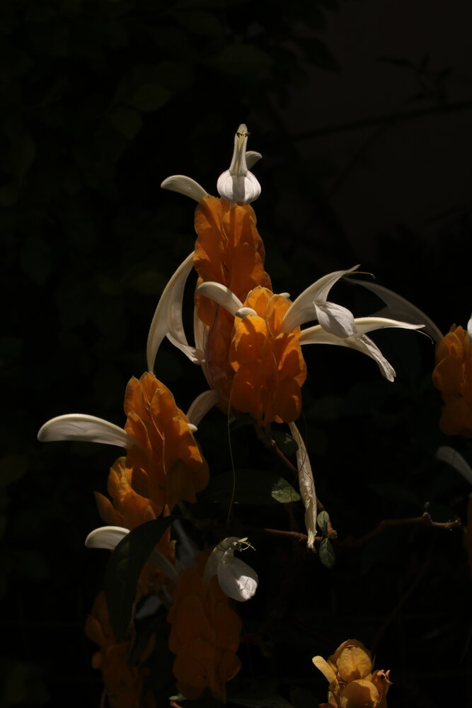 Photograph by Fermín Villar