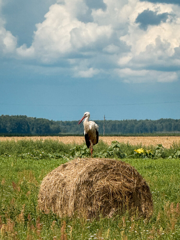 Photograph by Марина Тверитнева