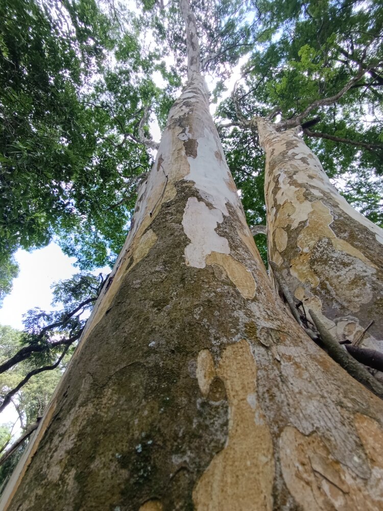 Photograph by Ricardo Rodrigues Gomes Da Silva