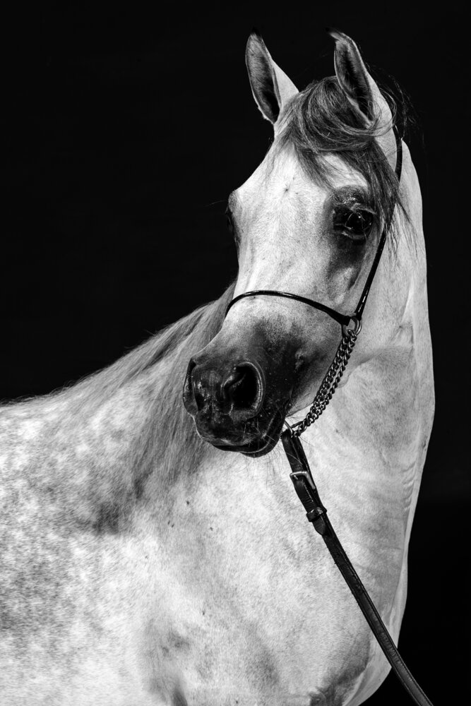 The Noble Silhouette