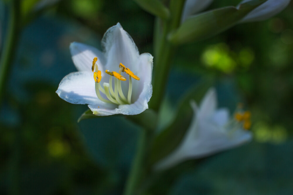 Photograph by Елена Шахова