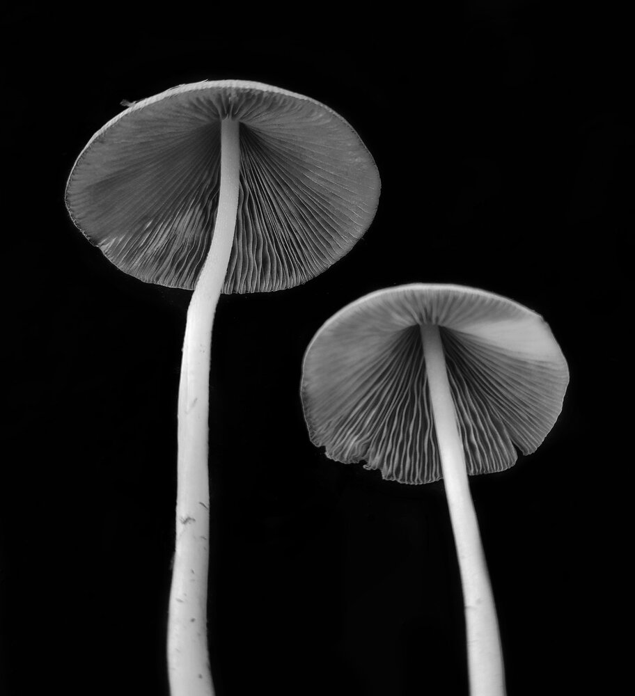 Photo #13891071