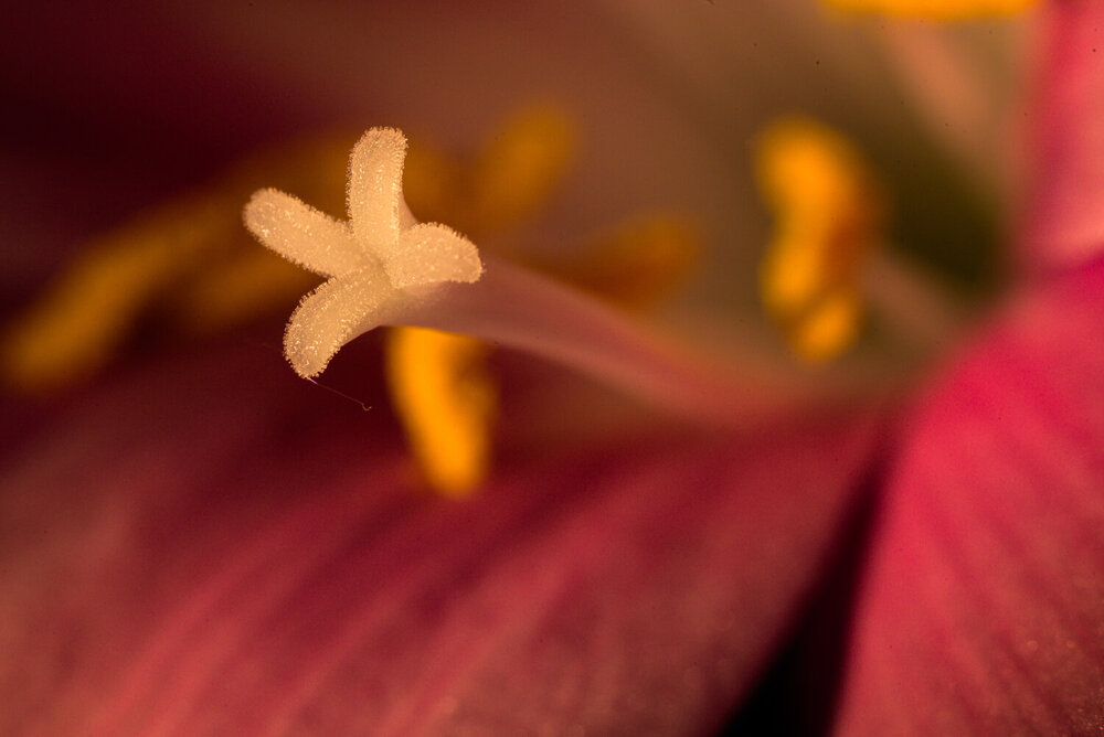 Photograph by Maxim Belous