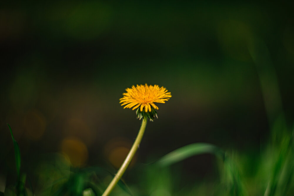 Photograph by Maxim Belous