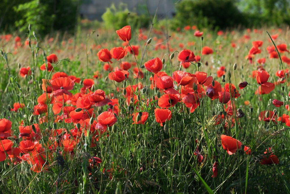 Photograph by Юлия Фёдорова