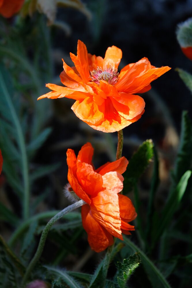 Photograph by Юлия Фёдорова