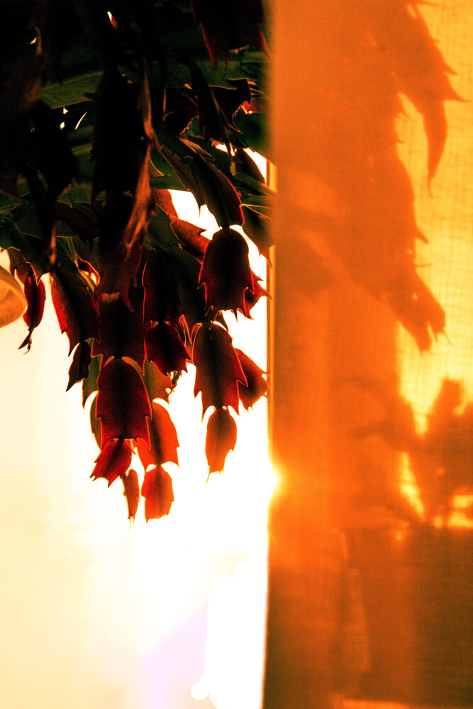 Photograph by Флора Хайбуллина