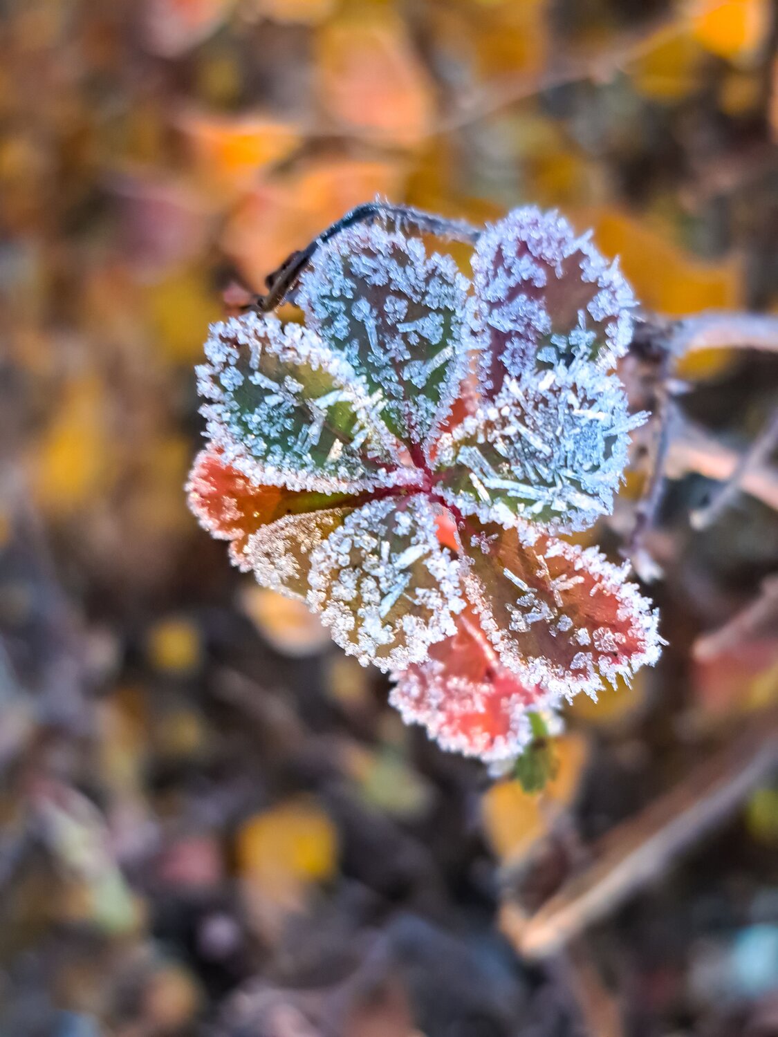 Photo #13891612