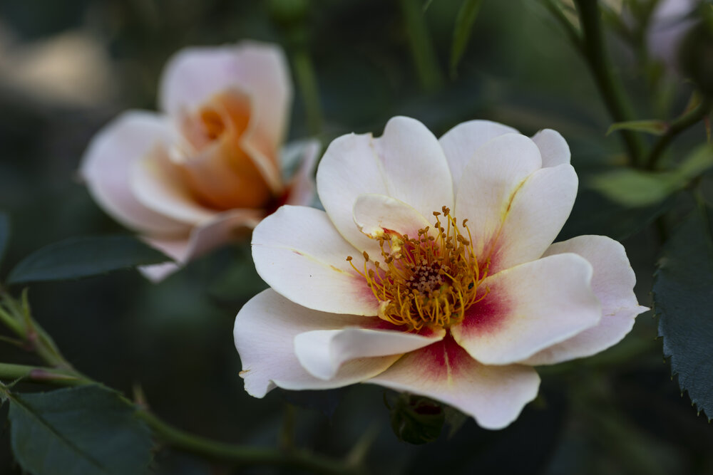 Photograph by Алена Волкова