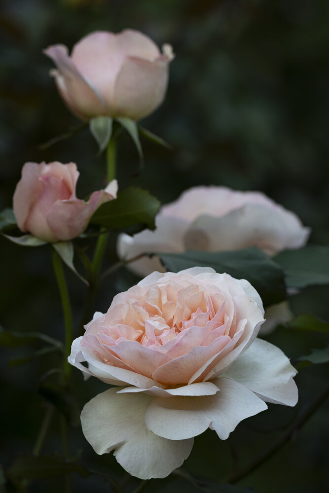 Photograph by Алена Волкова
