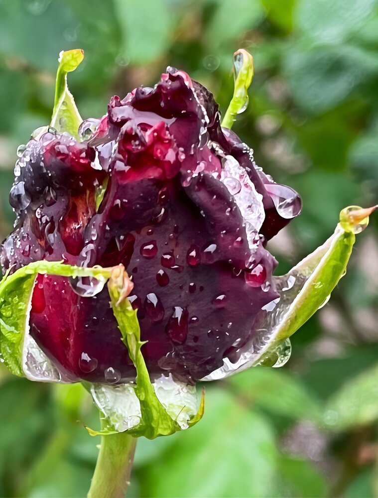 Jeweled Rose