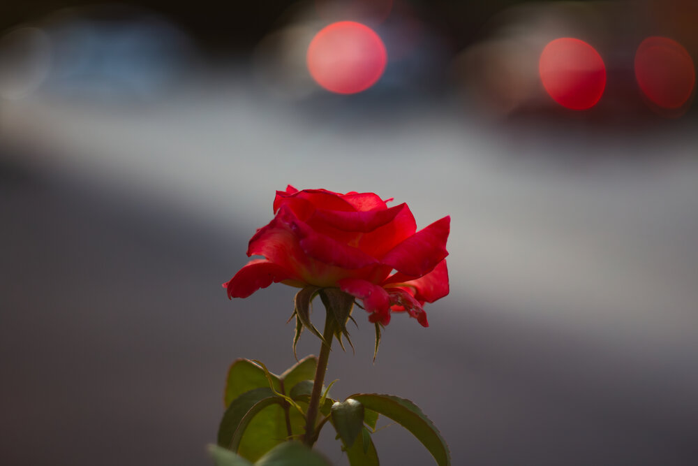 Photograph by Андрей Соловьянов