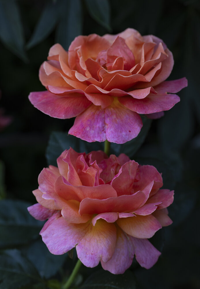 Photograph by Алена Волкова