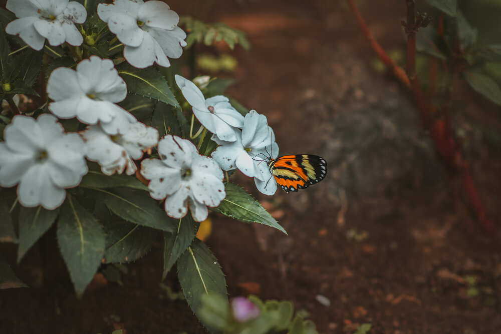 Photograph by Tavares Mauritânia