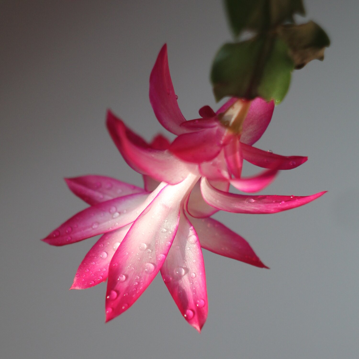 Photo #13891707