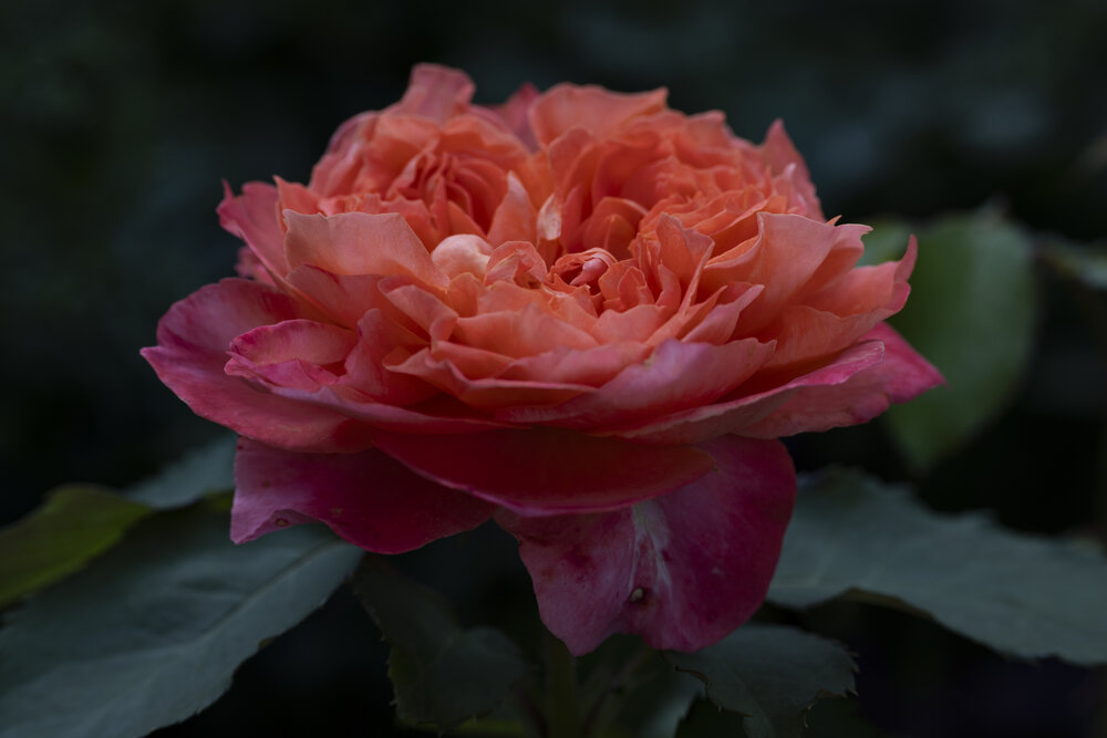 Photograph by Алена Волкова