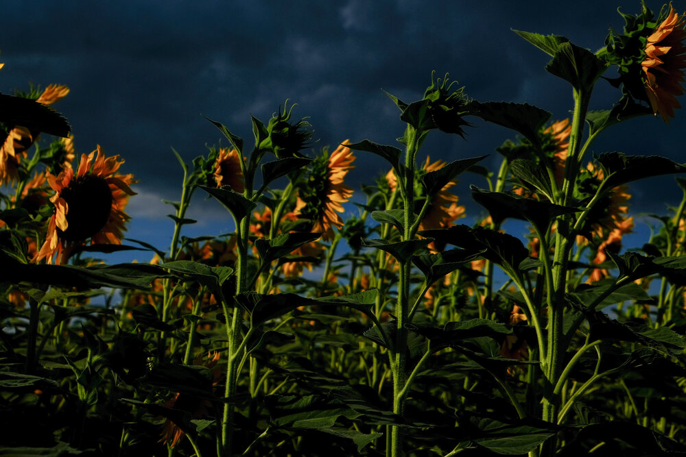 Photograph by Дмитрий Саньков