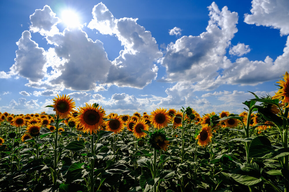 Photograph by Дмитрий Саньков
