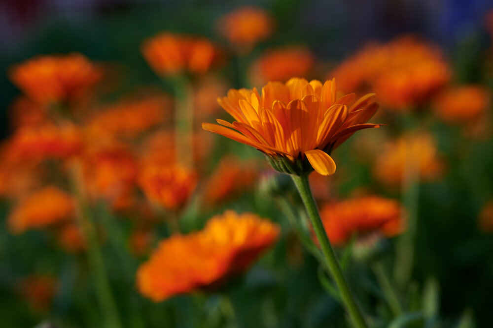 Photograph by Сергей Анисимов