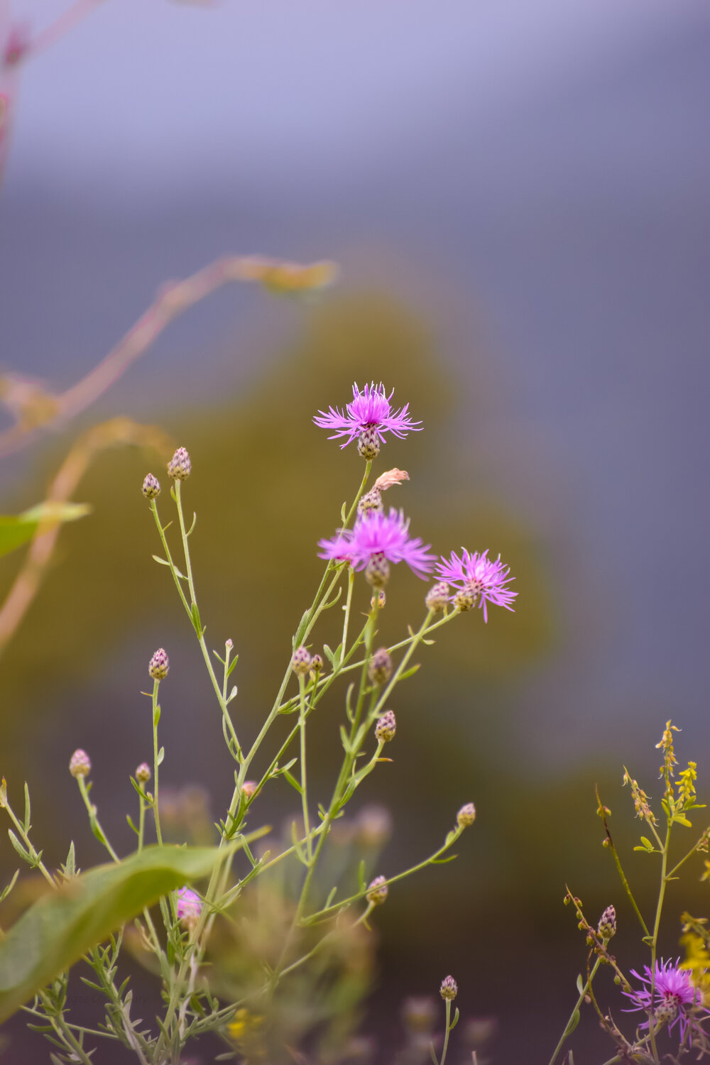 Photo #13891854