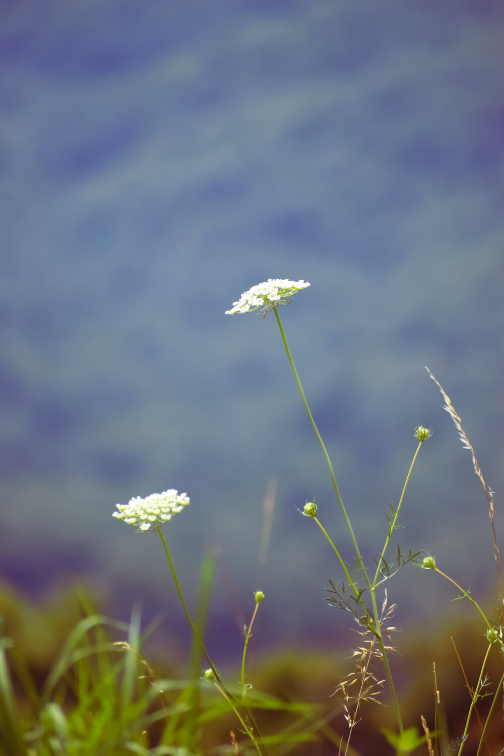 Photo #13891855
