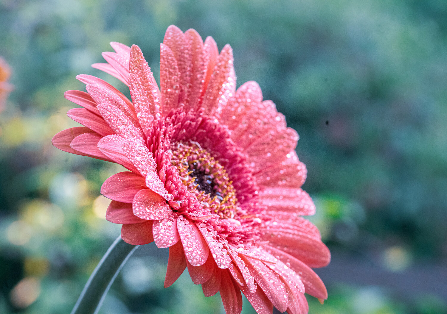 Morning Dew