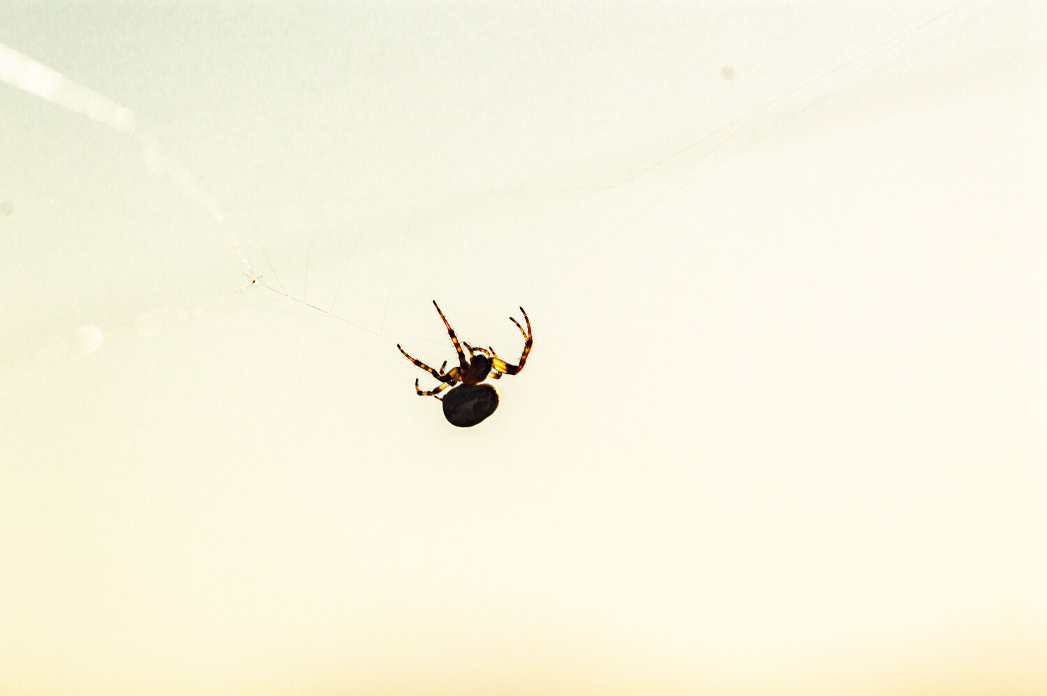 Photo #13892244