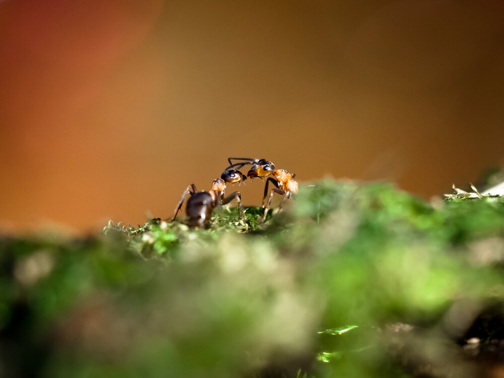 Photograph by Владимир Говоров