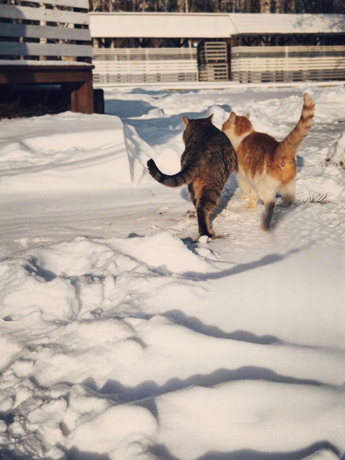 Photo #13892291