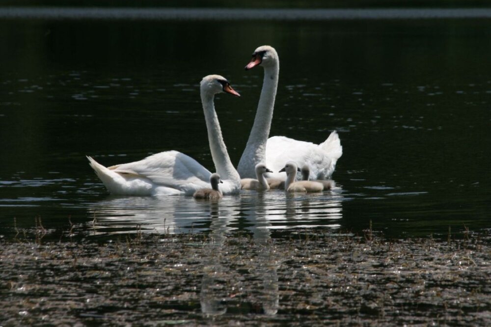 Photograph by Nikolina Tomić
