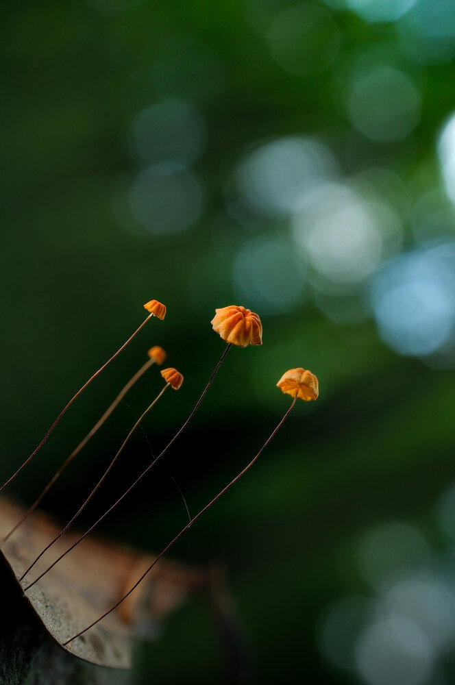 Photograph by kha nguyen