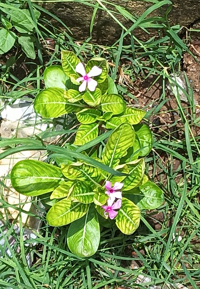 Фотография автора Urvishkumar Prajapati