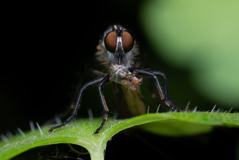Photograph by Giorgio Castelli